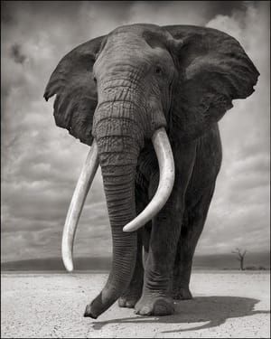 Artwork Title: Elephant On Bare Earth