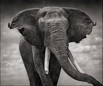 Artwork Title: Elephant With Tattered Ears