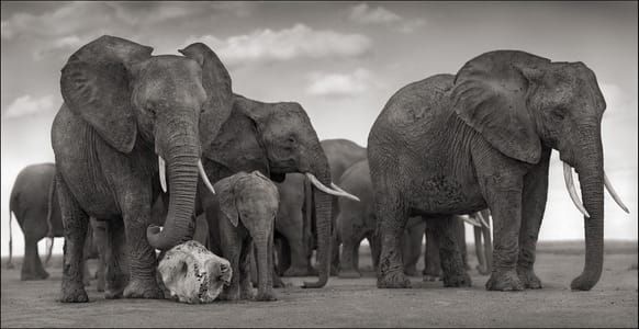 Artwork Title: Elephant Skull
