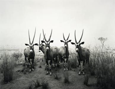 Artwork Title: Gemsbok