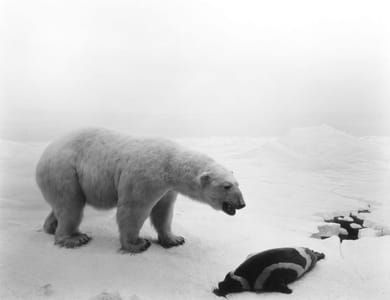Artwork Title: Polar Bear