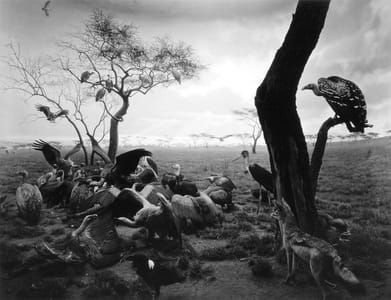 Artwork Title: Hyena-jackal-vulture