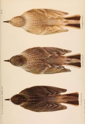 Artwork Title: Illustration of from a zoological paper on Sparrows