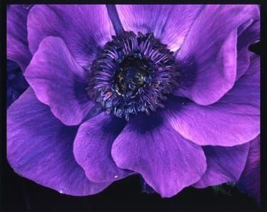 Artwork Title: Flower Rondeau