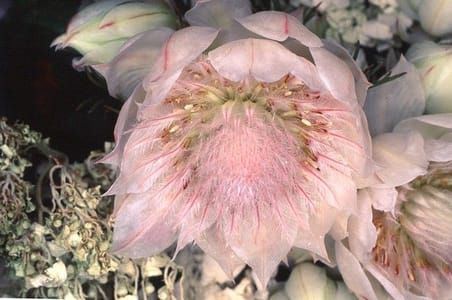 Artwork Title: Flower Rondeau
