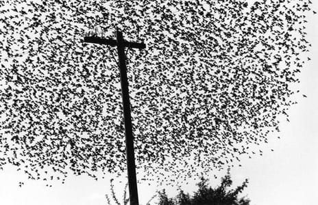 Artwork Title: Pájaros En El Poste