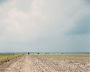 Artwork Title: Sleeping By The Mississippi - The Farm, Angola State Prison, Louisiana