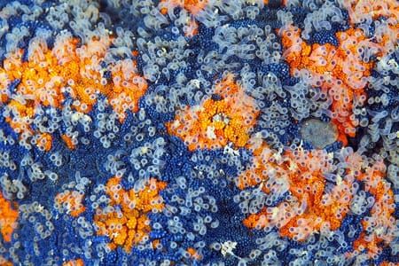 Artwork Title: Asterina Pectinifera