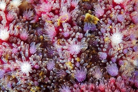 Artwork Title: Crossaster Papposus