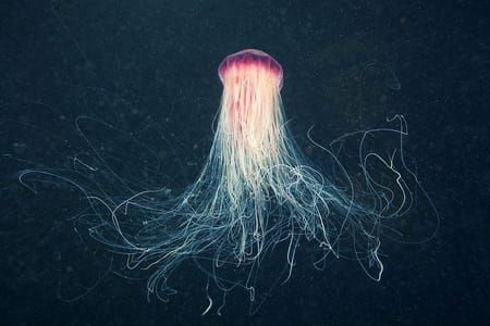 Artwork Title: Cyanea capillata