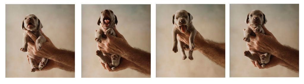 Artwork Title: Untitled (yawn)