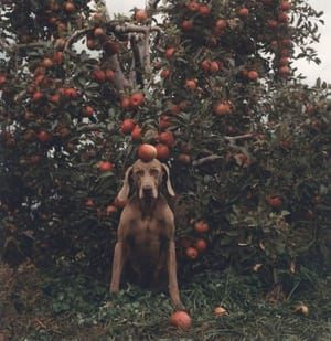 Artwork Title: Untitled (ghent-fay With Apples)