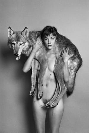 Artwork Title: India (Coyote)