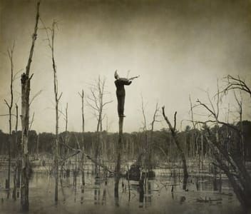 Artwork Title: Tree Sonata