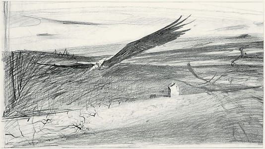 Artwork Title: Turkey Buzzard Soaring