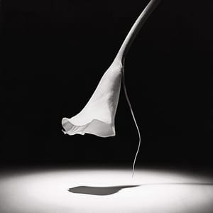 Artwork Title: Calla Lily