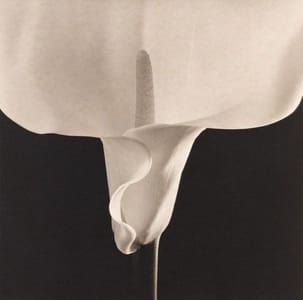 Artwork Title: Calla Lily