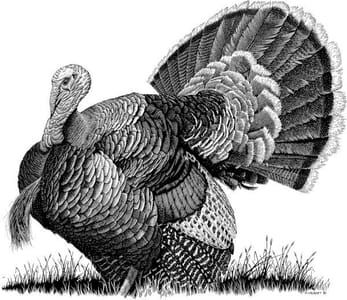 Artwork Title: Wild Turkey