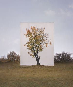 Artwork Title: Tree #8