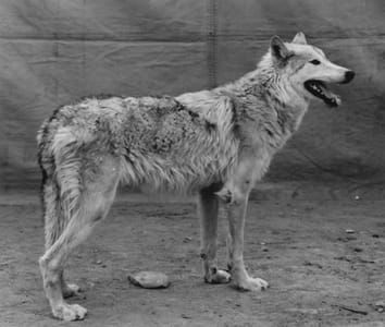Artwork Title: Wolf (animals)