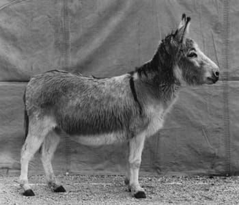 Artwork Title: Esel (Animals)