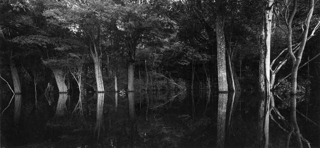 Artwork Title: Rio Negro 03