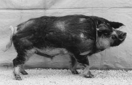 Artwork Title: Schwein (Animals)