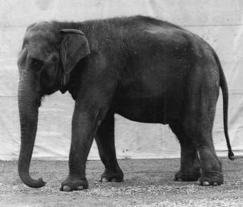 Artwork Title: Elefant (animals)