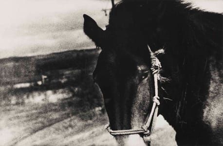 Artwork Title: Horse