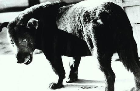 Artwork Title: Stray Dog