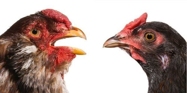 Artwork Title: Cosmopolitan Chicken Project