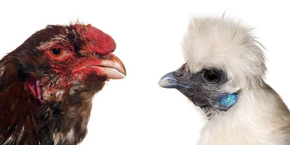 Artwork Title: Cosmopolitan Chicken Project
