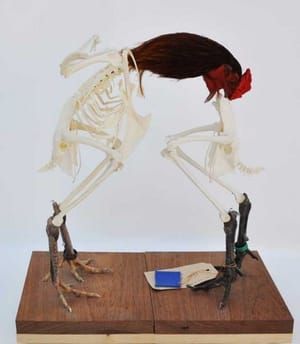 Artwork Title: Untitled