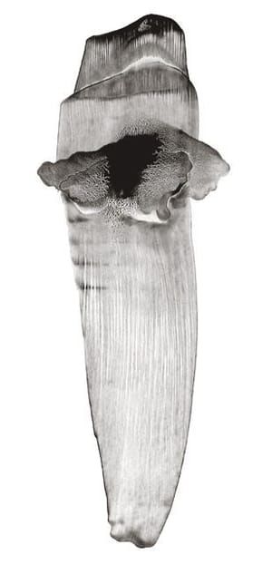 Artwork Title: Back Slider Denticula 005