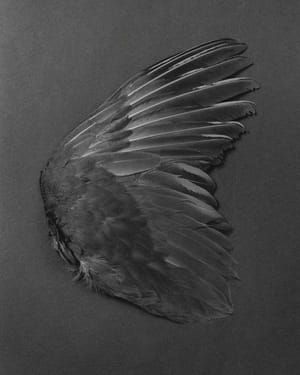 Artwork Title: Untitled