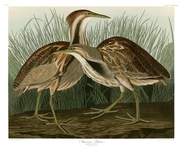 Artwork Title: American Bittern