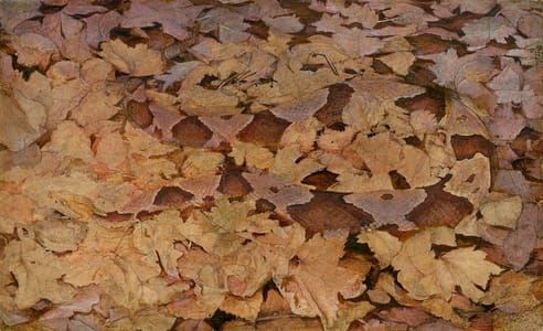 Artwork Title: Copperhead snake on dead leaves