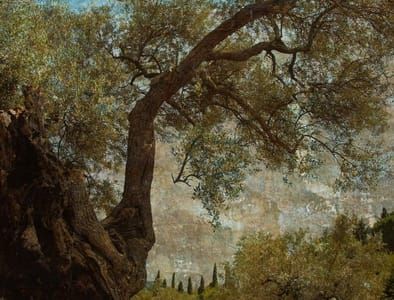 Artwork Title: Albero Antico