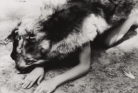 Artwork Title: Dog