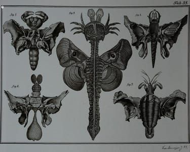 Artwork Title: Insects