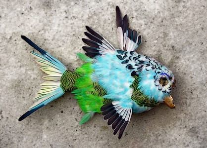 Artwork Title: Veiux piraÏ emplumé