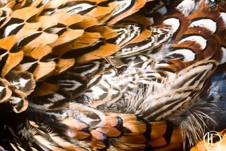 Artwork Title: Feathers