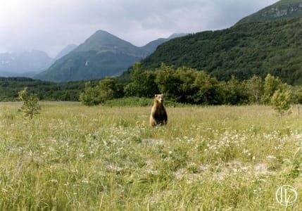Artwork Title: Grizzly