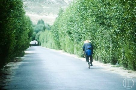 Artwork Title: Bicycle