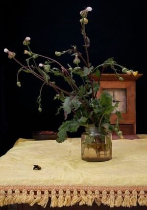 Artwork Title: Senecio Vernalis