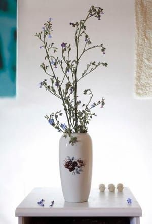 Artwork Title: Anchusa Asrigosa