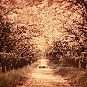 Artwork Title: In Bloom