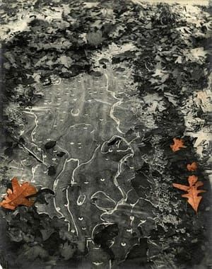 Artwork Title: Abstraction (Thin Ice In The Woods)