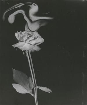 Artwork Title: Fragrance of a Pink Rose