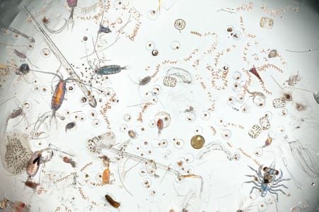 Artwork Title: Contents of one dip of a hand net
